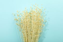 Dried flower bunch on blue back ground with copy space