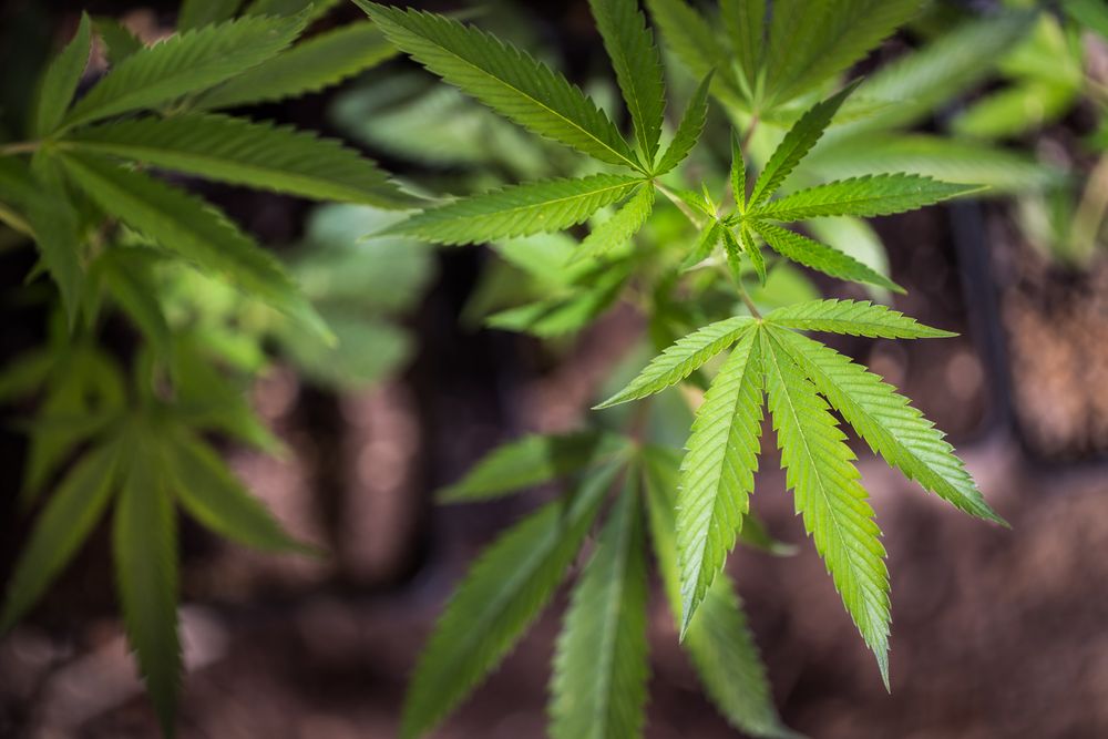 Close up of marijuana leaves