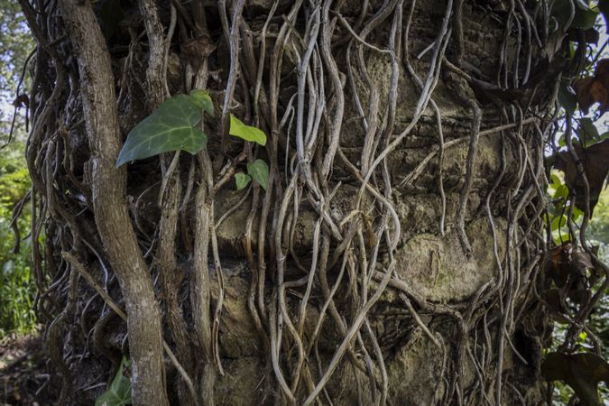 Tree trunk with vines. Leafy background on a trunk. Detail of jungle
