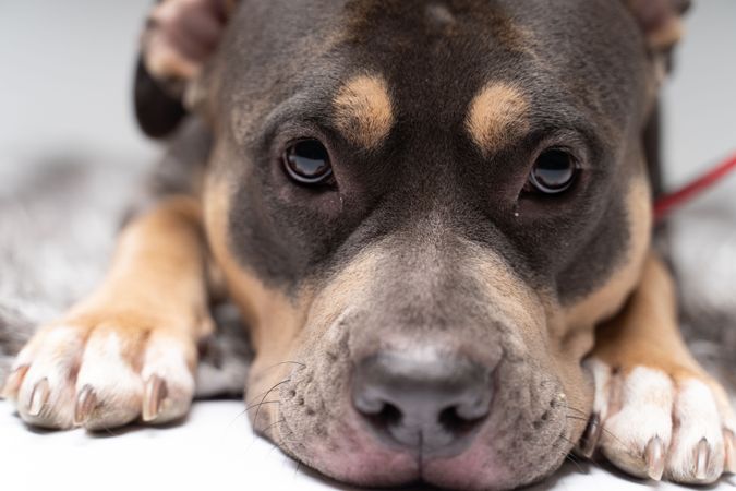 Close up of pitbull's face