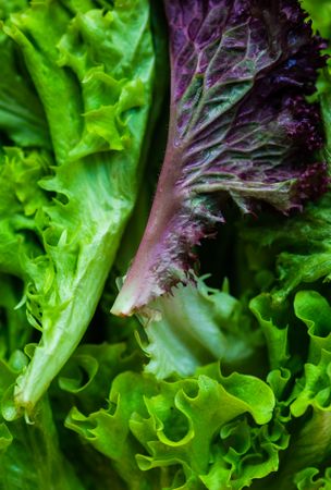 Close up of leafy lettuce