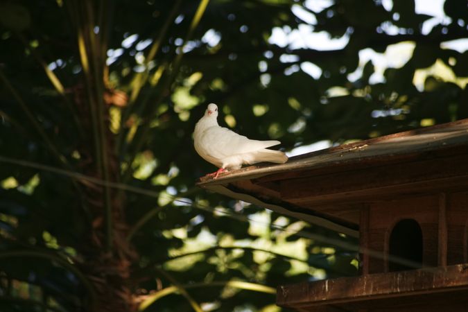 Dove sitting on roof
