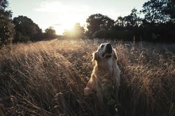 Dog sitting on field