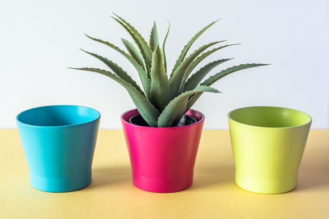 Aloe vera plant and multicolor vases