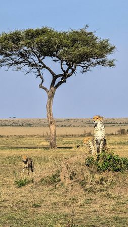 Cheetahs relaxing and exploring the African savanna in Kenya