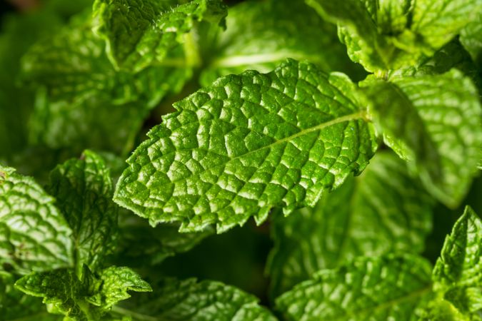 Raw Organic Green Mint Leaves