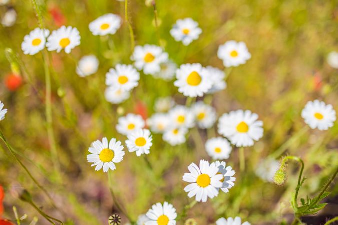 Daisies in a field with selective focus