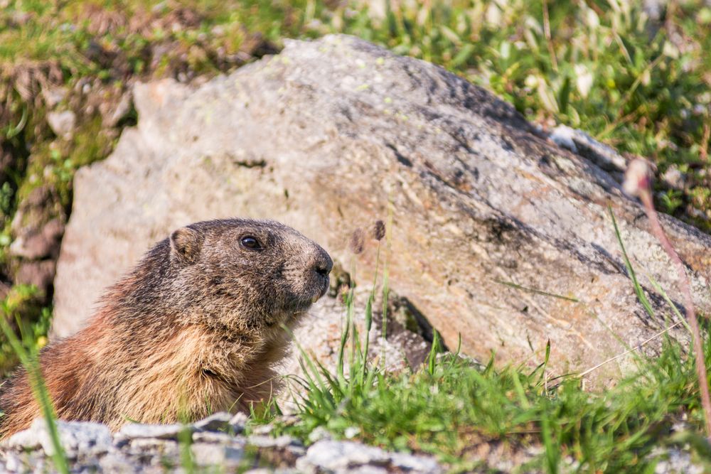 Cute marmot on meadow in Switzerland