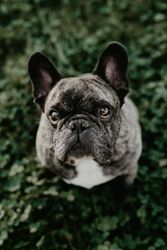 French bulldog with gray spots sitting on grass