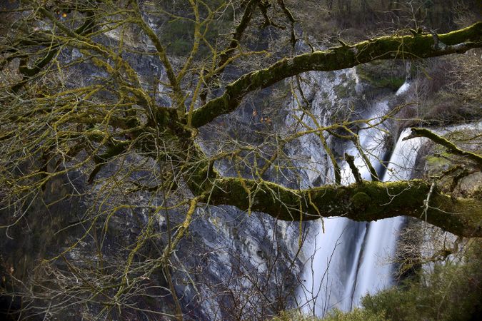 Autumn tree and waterfall