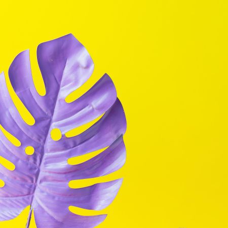 Purple painted tropical leaf on yellow background