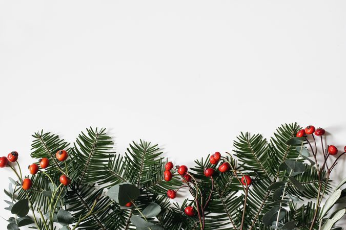 Festive Christmas branches isolated on paper background