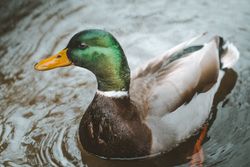 Mallard duck floating in river water