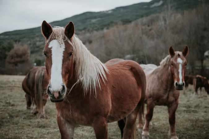Funny horses on meadow