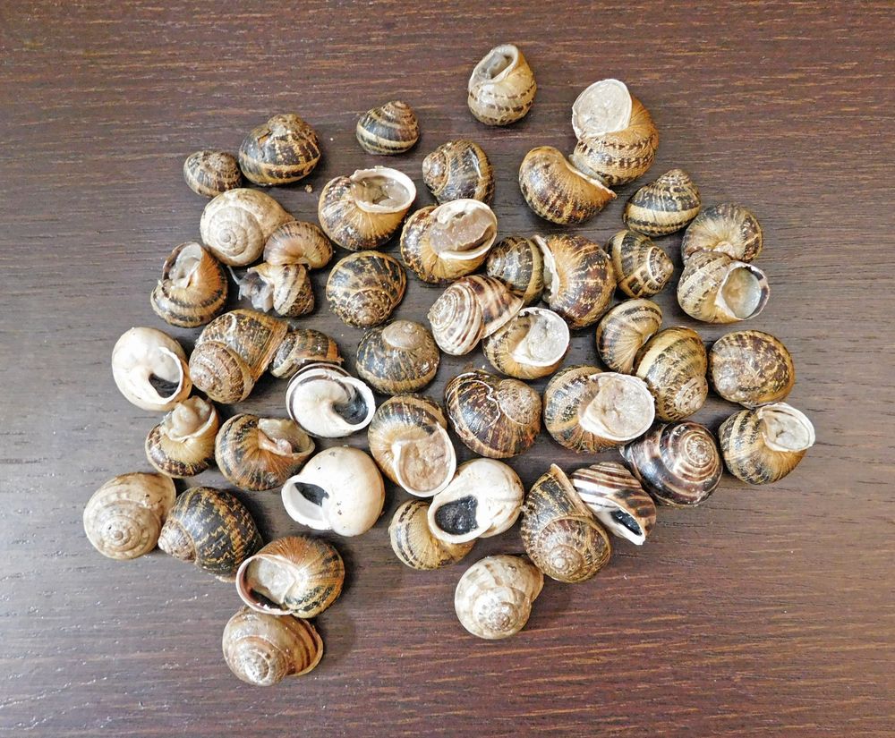 Snails In The Kitchen On Background