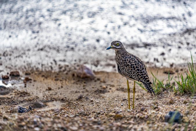 Spotted Thick-knee also known as Stone Curlew, a wader bird, Kenya