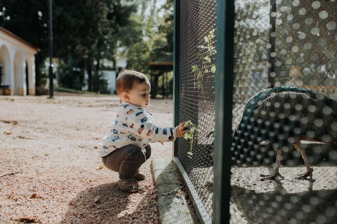 Young boy putting with his hand on the wire of a peacock cage