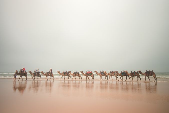 Camels walking in a line along beach