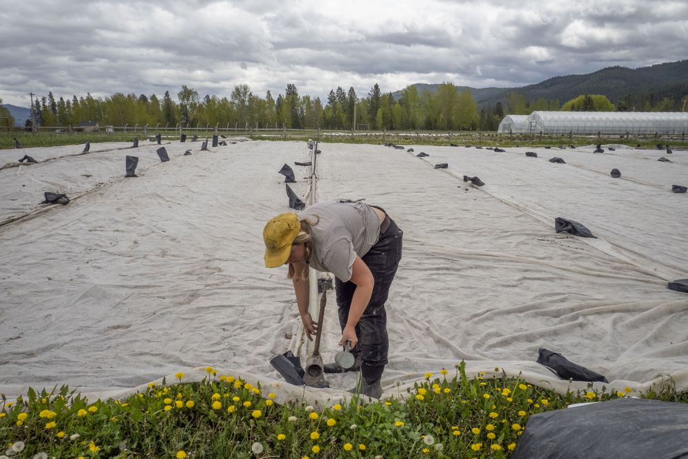 Women working in farm in  Montana on overcast day