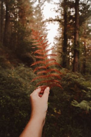 Orange fern frond in autumn forest