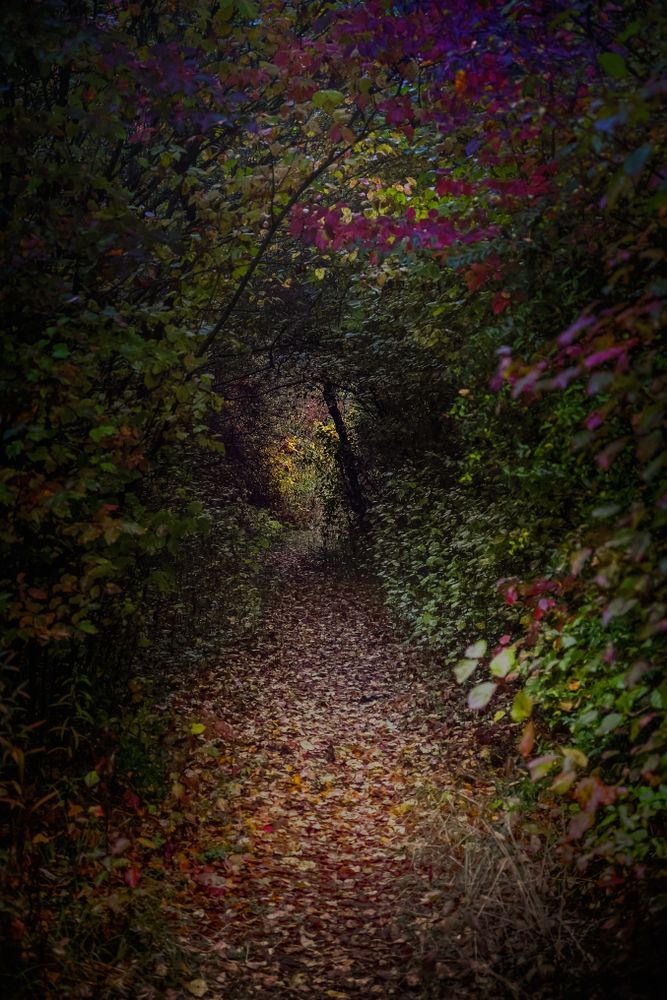 A path in the bush leading to a door