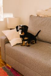 Cute dog sitting on sofa at home