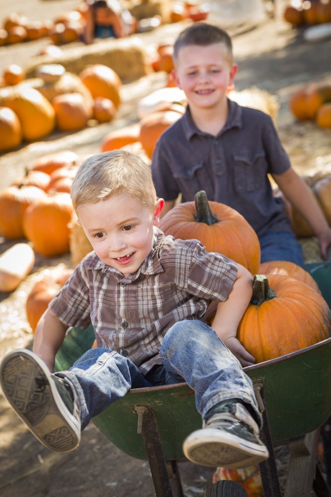 Two Boys in Wheelbarrow at the Pumpkin Patch.