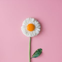Daisy flower with stem with egg yolk