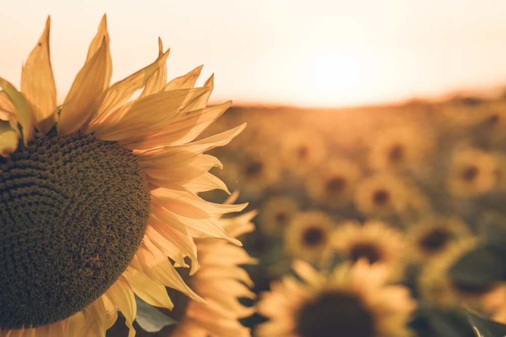 Sunflowers on background of blue sky