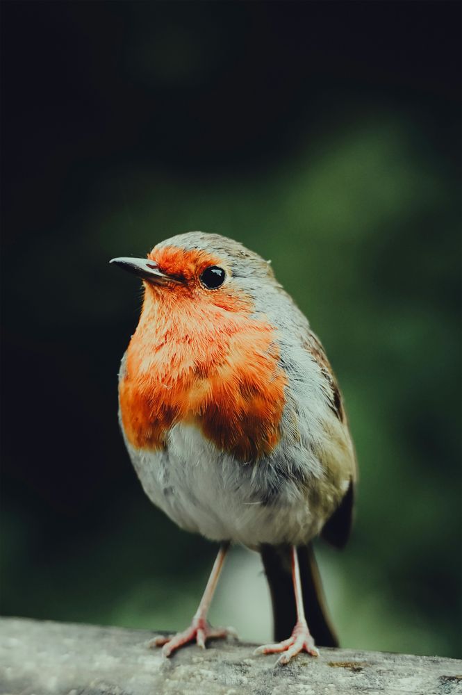 Close-up Portrait of European Robin Bird Perched