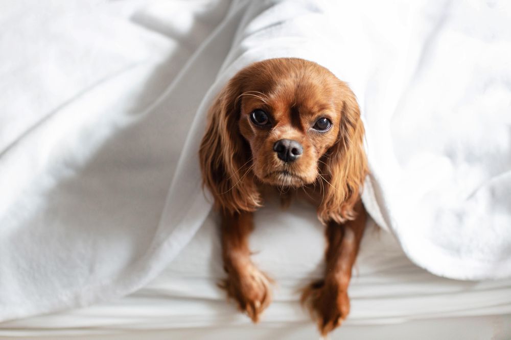 Cavalier spaniel looking up from under blanket on bed