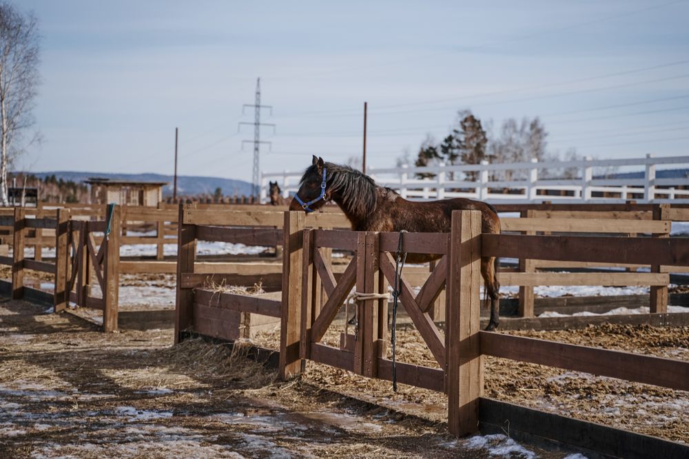 Brown horse in snaffle behind wooden fence
