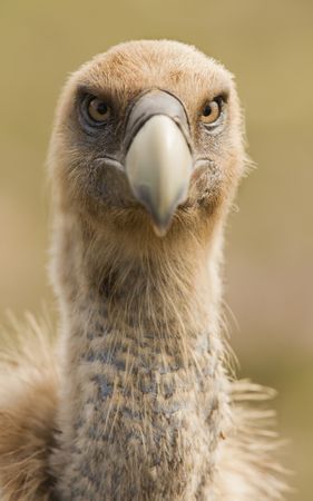 Eye and beak of vulture