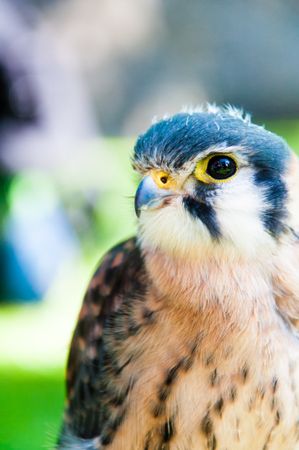 Hawk in close-up