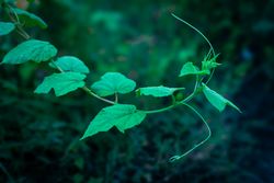 vines grass plant