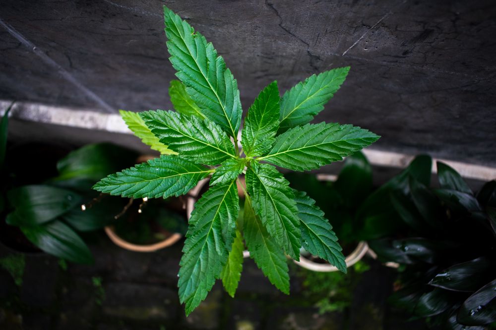 Top view of Houseplant in front of house with other plant as background