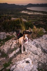 Cute dogs in stony terrain