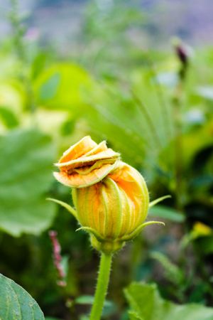 Bud of flower in field about to bloom