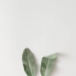 Bunny rabbit ears made of natural green leaves on bright background