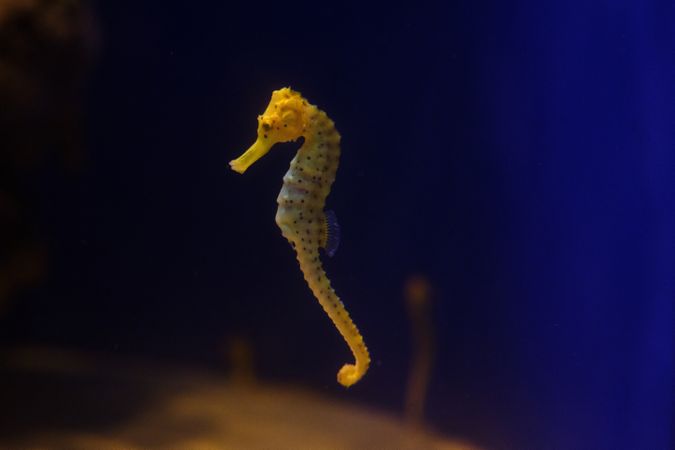 Seahorse with wavy tail in aquarium water