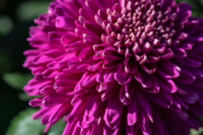 Close up of purple Chrysanthemum morifolium