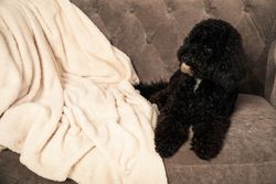 Toy Poodle lying on sofa, space for text