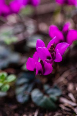 Bright purple cyclamen flowers in the wood