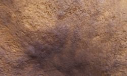 Abstract background with boletus mushroom surface