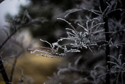 Winter branch with frost in winter