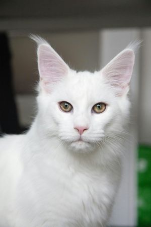 Long-Haired Cat with Blue and Gold Eyes
