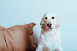 Big white Labrador looking at camera