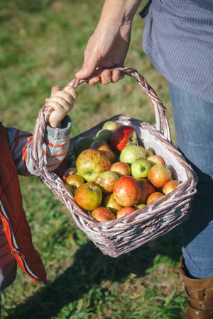 Woman and little girl holding basket with apples