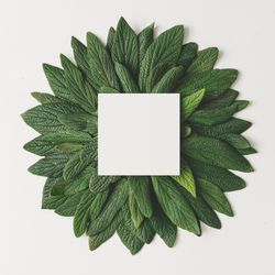 Green leaves in circle with paper card on light background