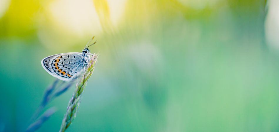 Moth with vibrant wing pattern on grass with blurred background
